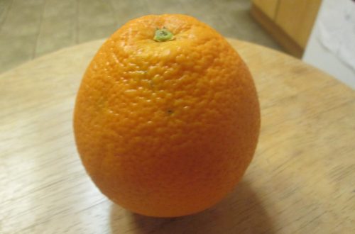 Wisdom Found In One Orange Orange